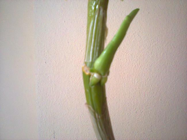 Name:  Dendrobium nobile-11 keiki.jpg
Views: 337
Size:  32.5 KB