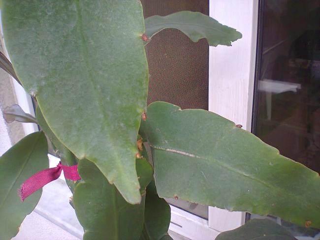 Name:  Prenses-10.jpg
Views: 328
Size:  36.8 KB