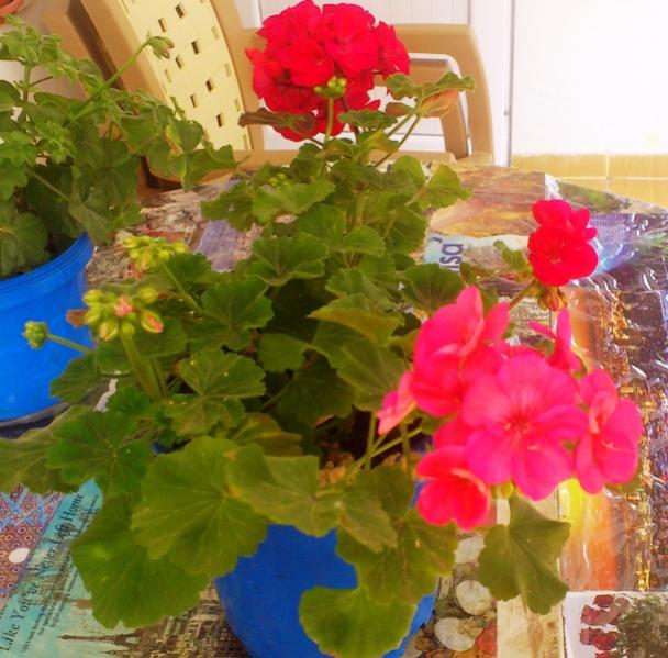 Name:  061.jpg
Views: 407
Size:  58.1 KB