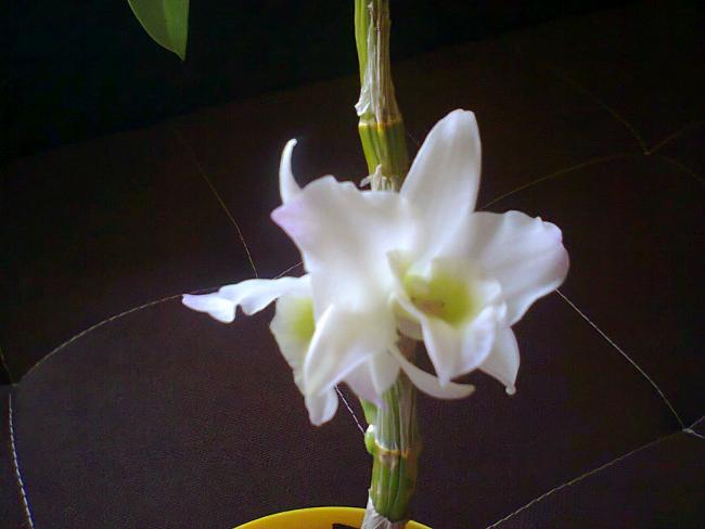 Name:  Fotoraf4203.jpg
Views: 550
Size:  26.5 KB