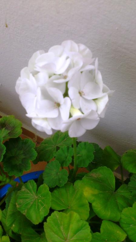 Name:  071.jpg
Views: 358
Size:  35.0 KB