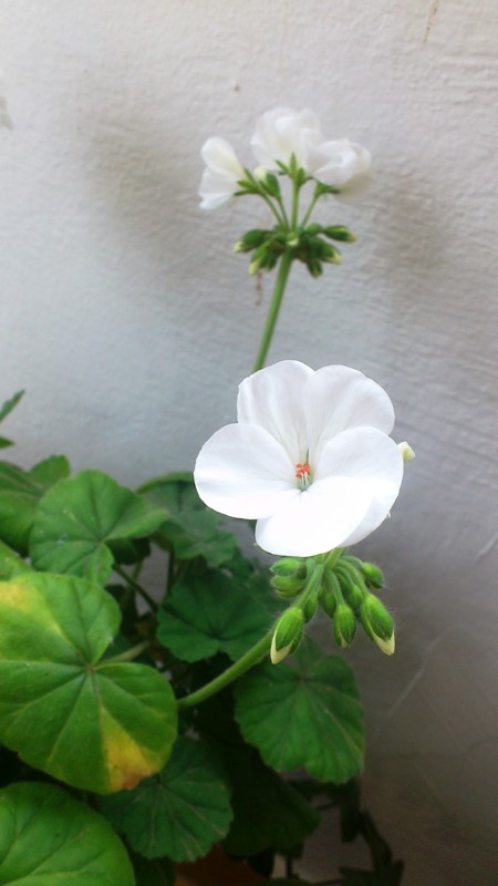 Name:  073.jpg
Views: 356
Size:  61.9 KB