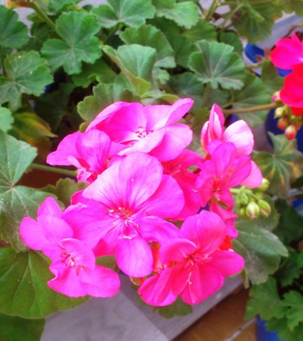 Name:  083.jpg
Views: 349
Size:  55.3 KB