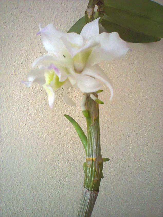 Name:  Fotoraf4227.jpg
Views: 494
Size:  69.9 KB