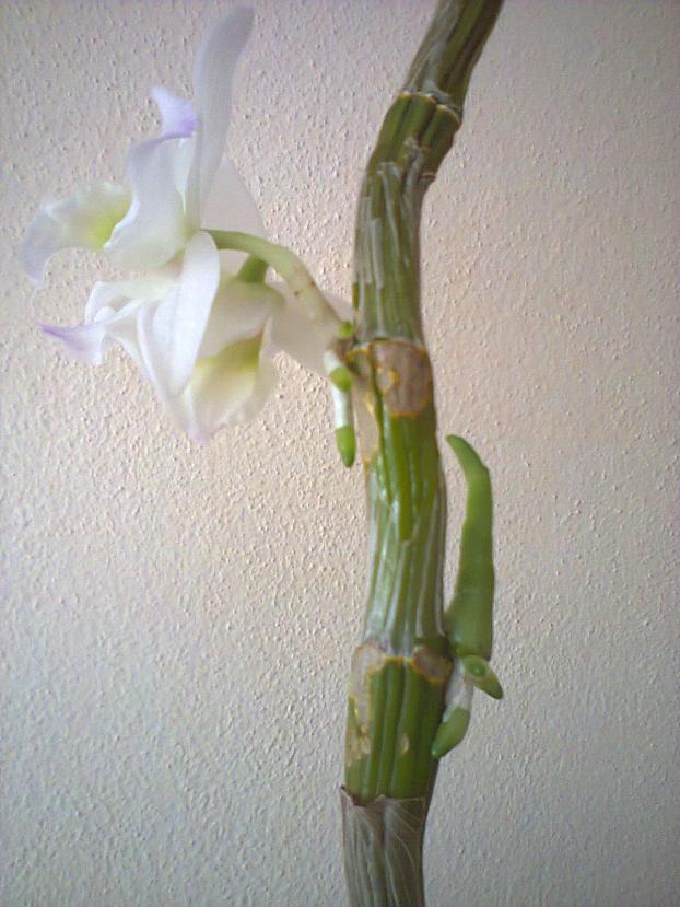 Name:  Fotoraf4229.jpg
Views: 509
Size:  69.8 KB