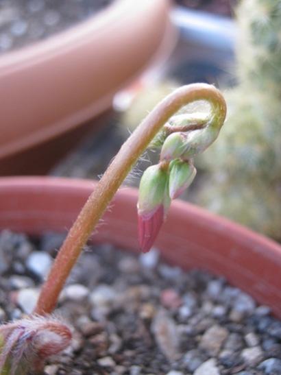 Name:  oxalis deppei.jpg
Views: 867
Size:  24.6 KB