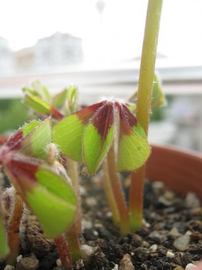 Name:  oxalis deppei--.jpg
Views: 862
Size:  24.5 KB