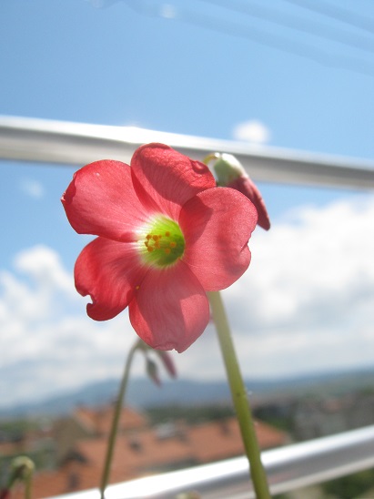 Name:  oxalis deppei-.jpg
Views: 820
Size:  67.8 KB