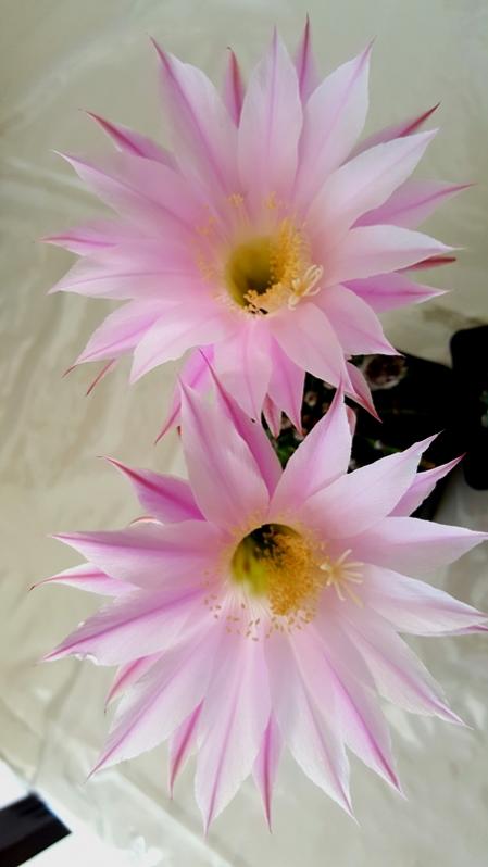 Name:  20160602_123054.jpg
Views: 486
Size:  32.0 KB