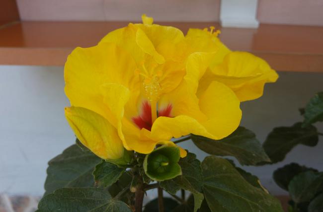 Name:  20160601_134641-1.jpg
Views: 366
Size:  23.1 KB
