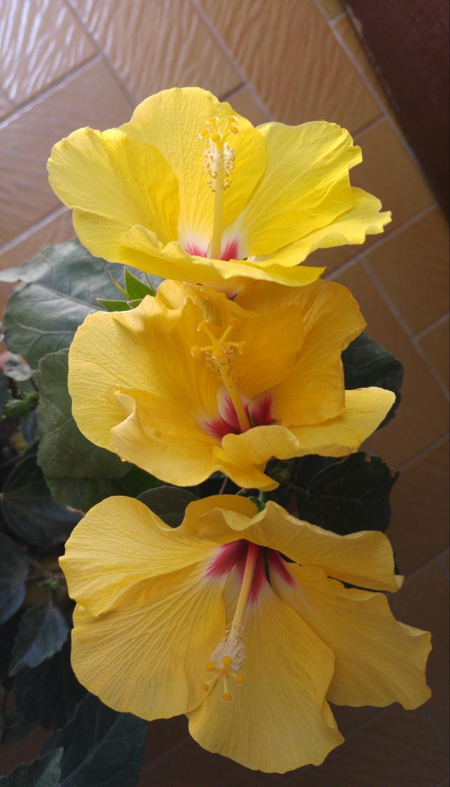 Name:  20160602_150943-1.jpg
Views: 381
Size:  70.2 KB