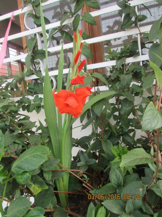 Name:  IMG_3334.jpg
Views: 756
Size:  68.9 KB