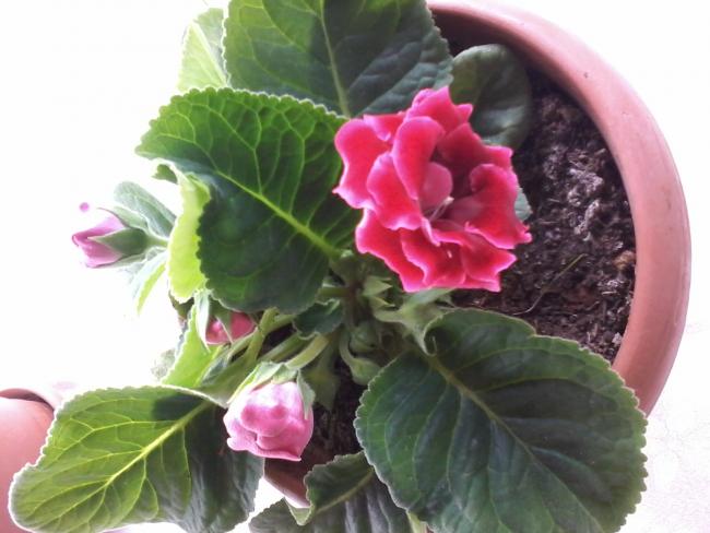 Name:  20160603_141450.jpg
Views: 410
Size:  40.5 KB