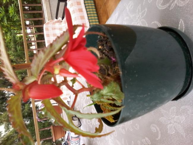 Name:  20160603_141537.jpg
Views: 355
Size:  50.6 KB