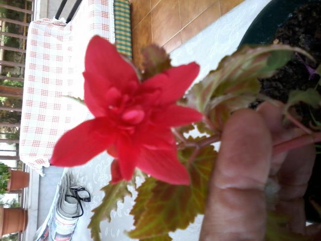 Name:  20160603_141611.jpg
Views: 352
Size:  40.6 KB