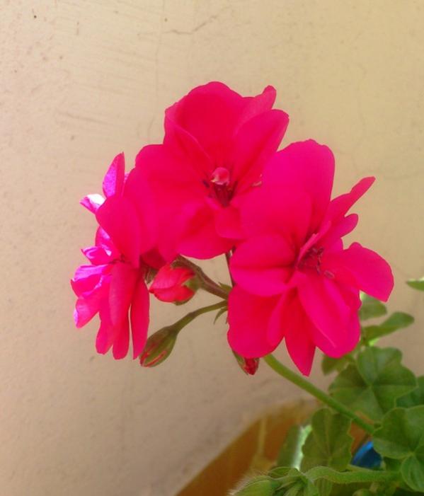 Name:  065.jpg
Views: 307
Size:  31.5 KB