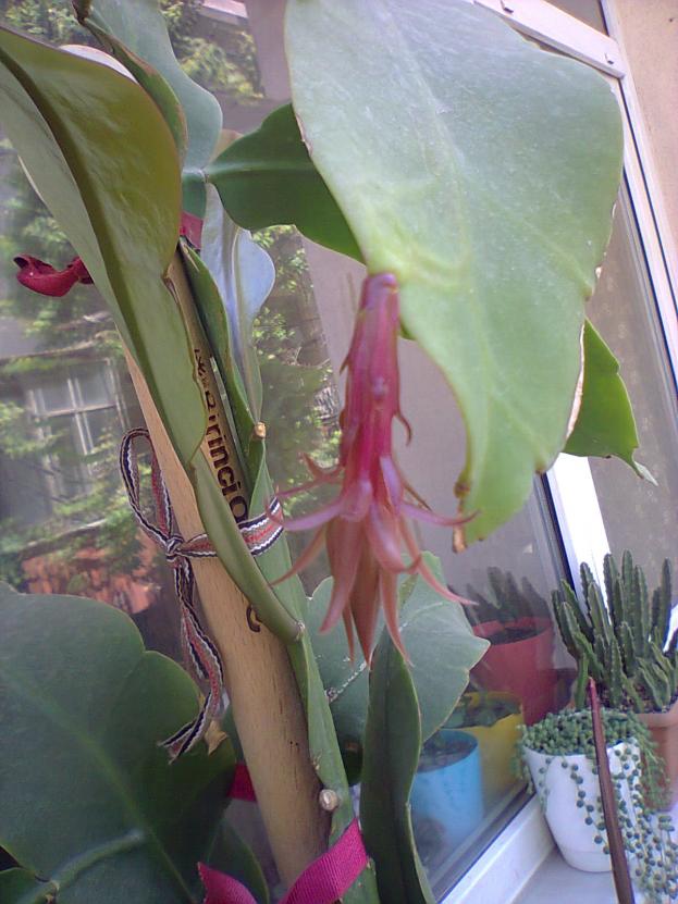 Name:  Fotoraf4269.jpg
Views: 462
Size:  70.1 KB