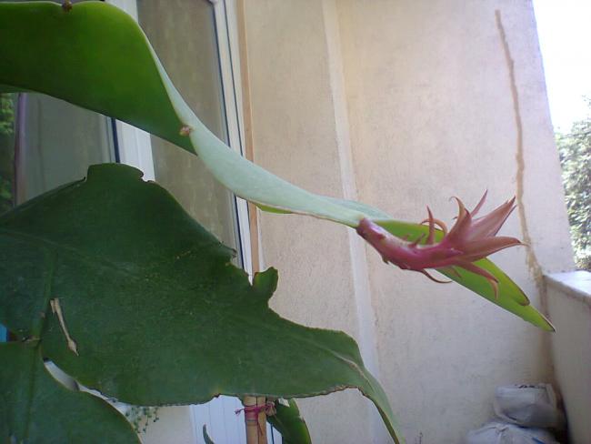 Name:  Fotoraf4268.jpg
Views: 446
Size:  31.8 KB