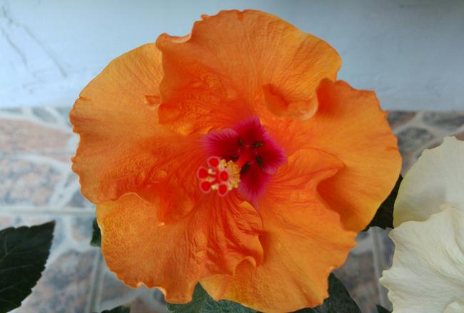 Name:  20160605_062409-1.jpg
Views: 285
Size:  29.8 KB