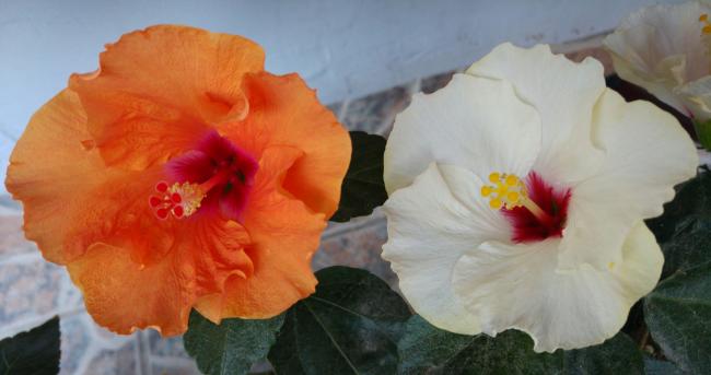 Name:  20160605_062414-1.jpg
Views: 294
Size:  26.5 KB