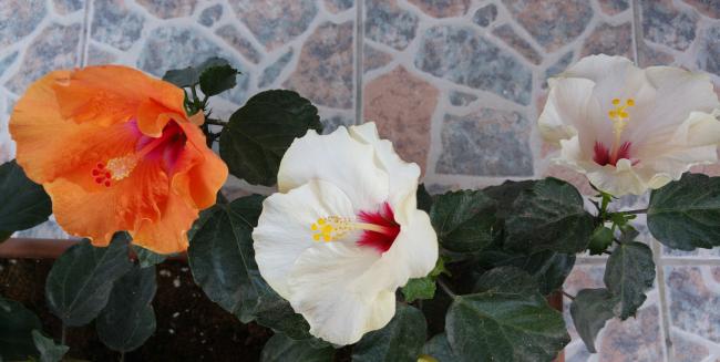 Name:  20160605_062442-1.jpg
Views: 284
Size:  33.8 KB