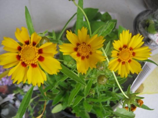Name:  coreopsis.jpg
Views: 830
Size:  32.2 KB