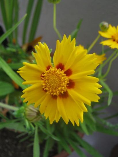 Name:  coreopsis1.jpg
Views: 803
Size:  23.7 KB
