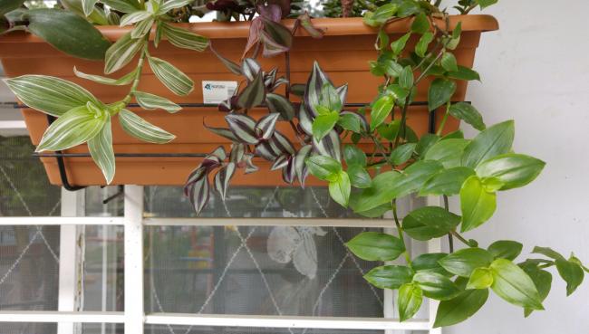 Name:  20160607_095905-1.jpg
Views: 686
Size:  41.7 KB