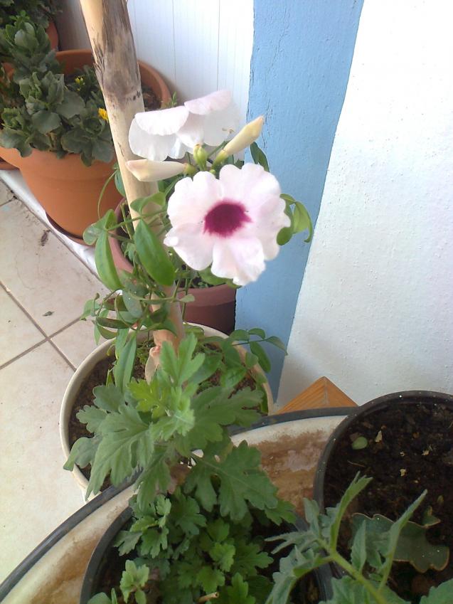 Name:  Fotoraf3888.jpg
Views: 474
Size:  70.4 KB