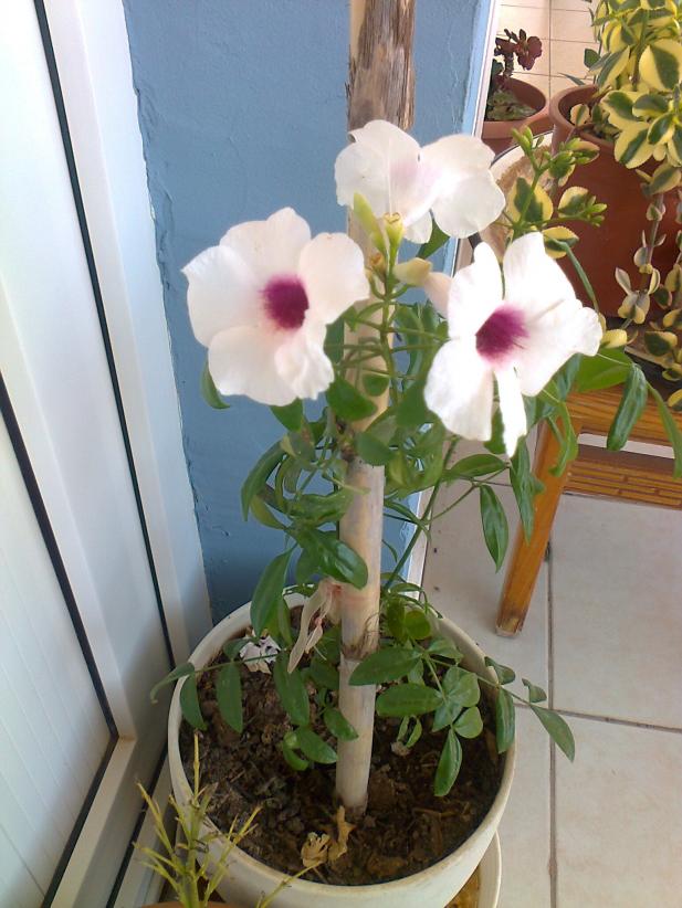 Name:  Fotoraf3950.jpg
Views: 431
Size:  71.4 KB