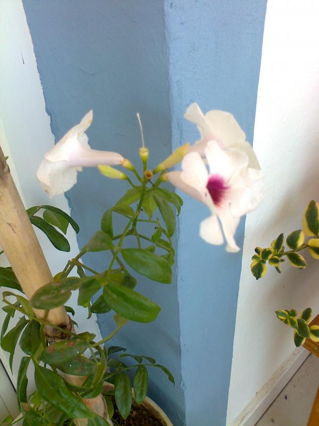 Name:  Fotoraf3949.jpg
Views: 473
Size:  55.2 KB