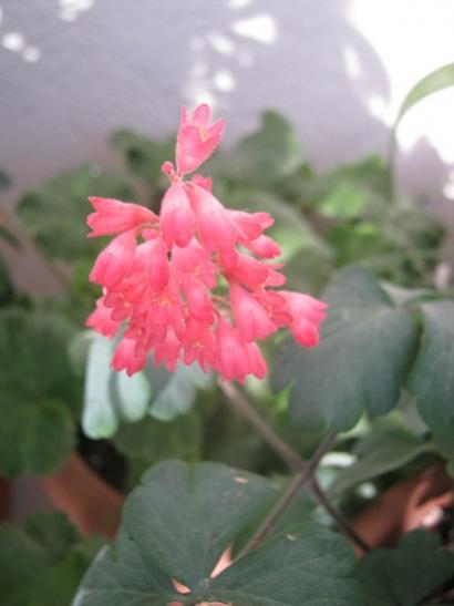 Name:  heuchera iek.jpg
Views: 740
Size:  21.5 KB