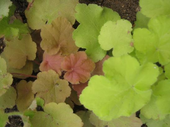 Name:  heuchera.jpg
Views: 734
Size:  25.4 KB