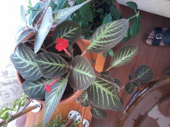 Name:  20160611_082333.jpg
Views: 386
Size:  54.6 KB