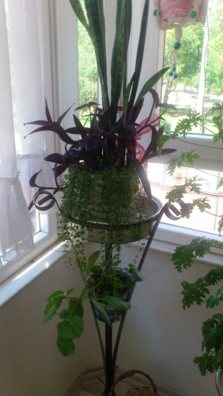 Name:  007.jpg
Views: 326
Size:  47.2 KB