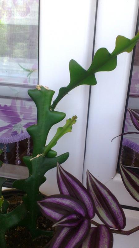 Name:  024.jpg
Views: 330
Size:  38.6 KB
