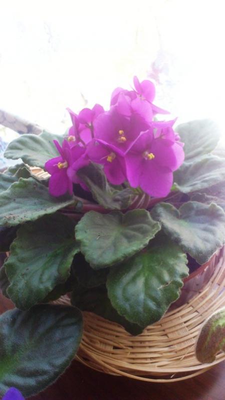 Name:  029.jpg
Views: 313
Size:  36.5 KB