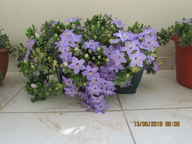 Name:  IMG_3391.jpg
Views: 523
Size:  45.3 KB