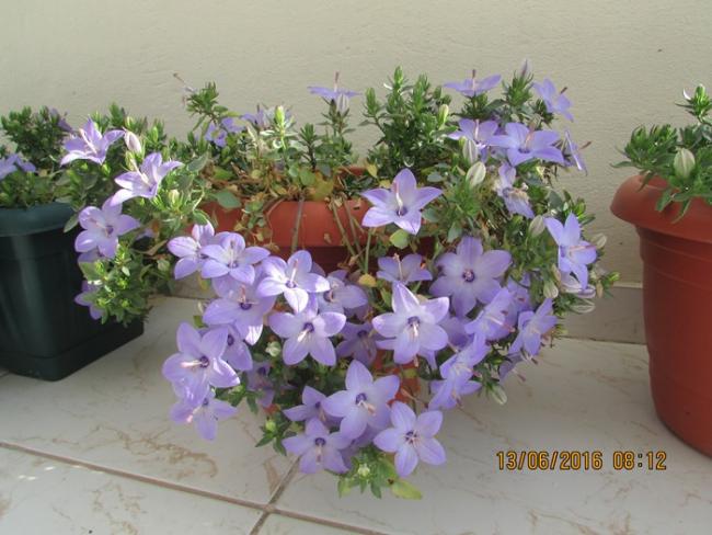 Name:  IMG_3408.jpg
Views: 535
Size:  48.2 KB