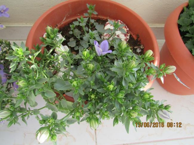 Name:  IMG_3409.jpg
Views: 520
Size:  55.2 KB