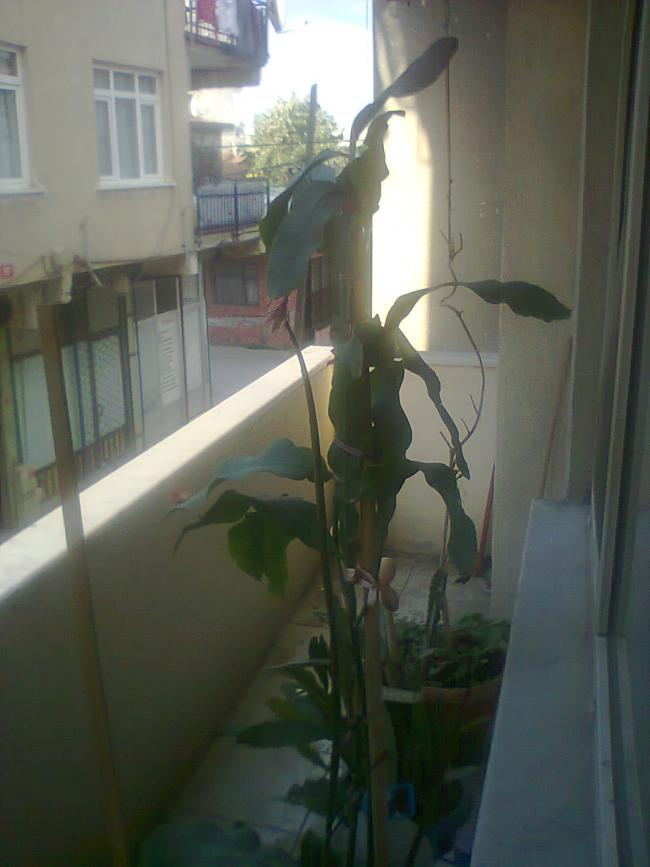 Name:  Fotoraf4319.jpg
Views: 438
Size:  47.8 KB