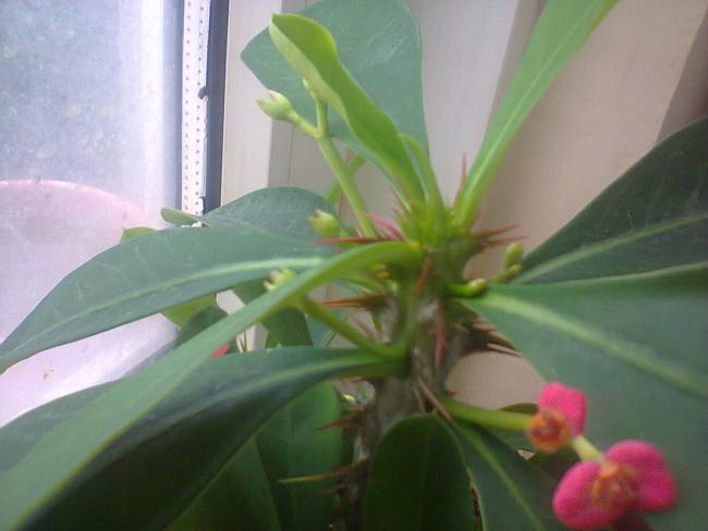 Name:  milii.jpg
Views: 460
Size:  30.7 KB