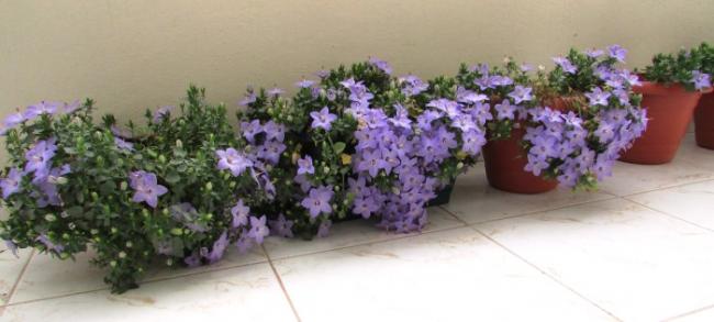 Name:  IMG_3413.jpg
Views: 539
Size:  28.9 KB
