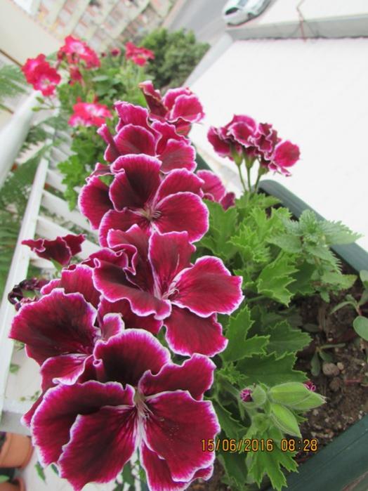 Name:  IMG_3416.jpg
Views: 526
Size:  59.3 KB