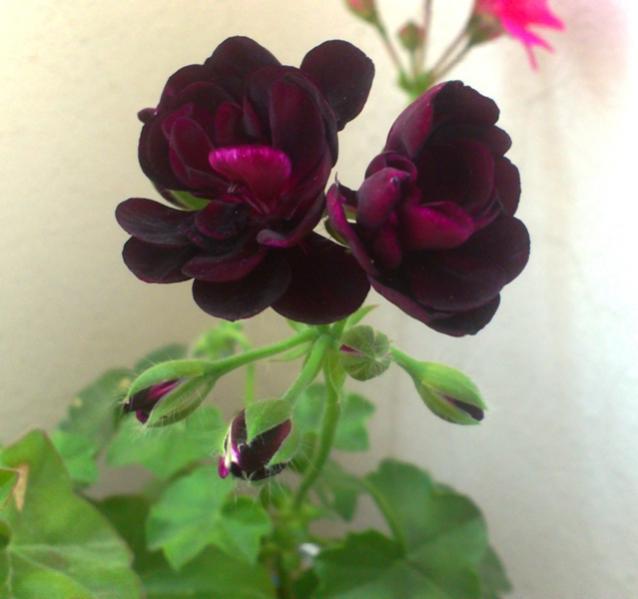 Name:  006.jpg
Views: 339
Size:  32.0 KB