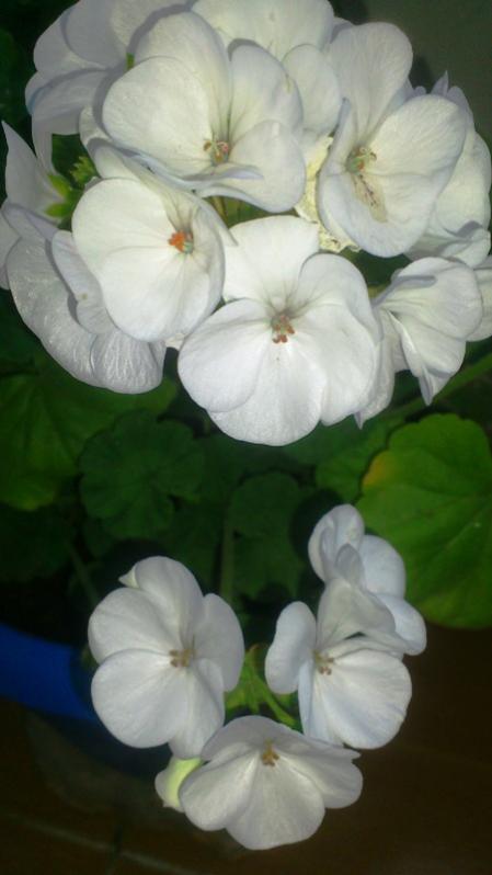 Name:  023.jpg
Views: 322
Size:  34.5 KB