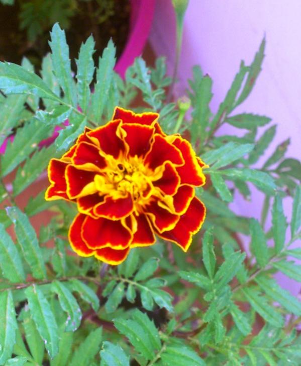 Name:  041.jpg
Views: 427
Size:  60.3 KB