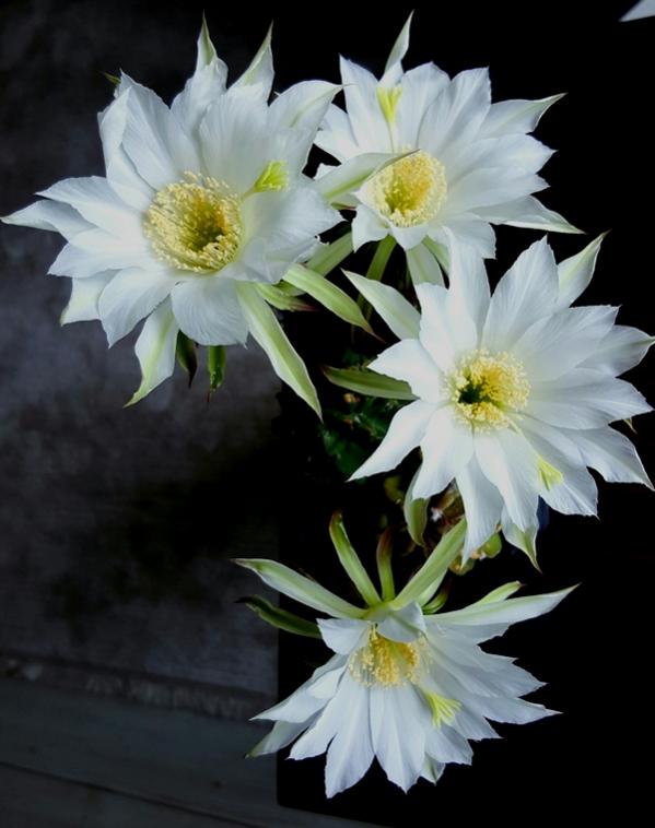 Name:  13.jpg
Views: 384
Size:  47.5 KB