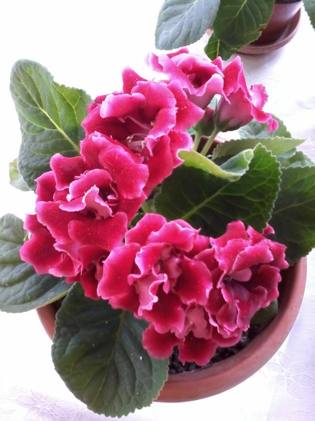 Name:  20160614_112417.jpg
Views: 338
Size:  69.4 KB