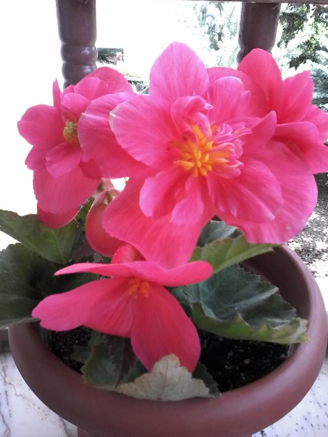 Name:  20160614_112709.jpg
Views: 304
Size:  59.1 KB